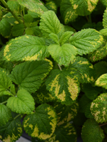 Balm Variegated